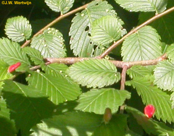 Hanekamgallen zitten aan de bovenkant van het blad vlak bij de bladsteel en de hoofdnerf